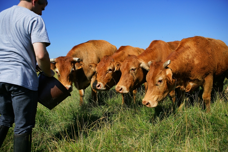 Animal fencing requires a degree of flexibility, which makes woven wire a great option.